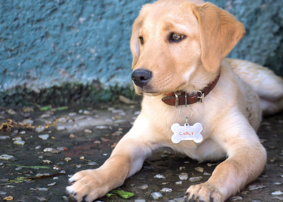 tasmasında adı olan Carly yazılı yavru köpek