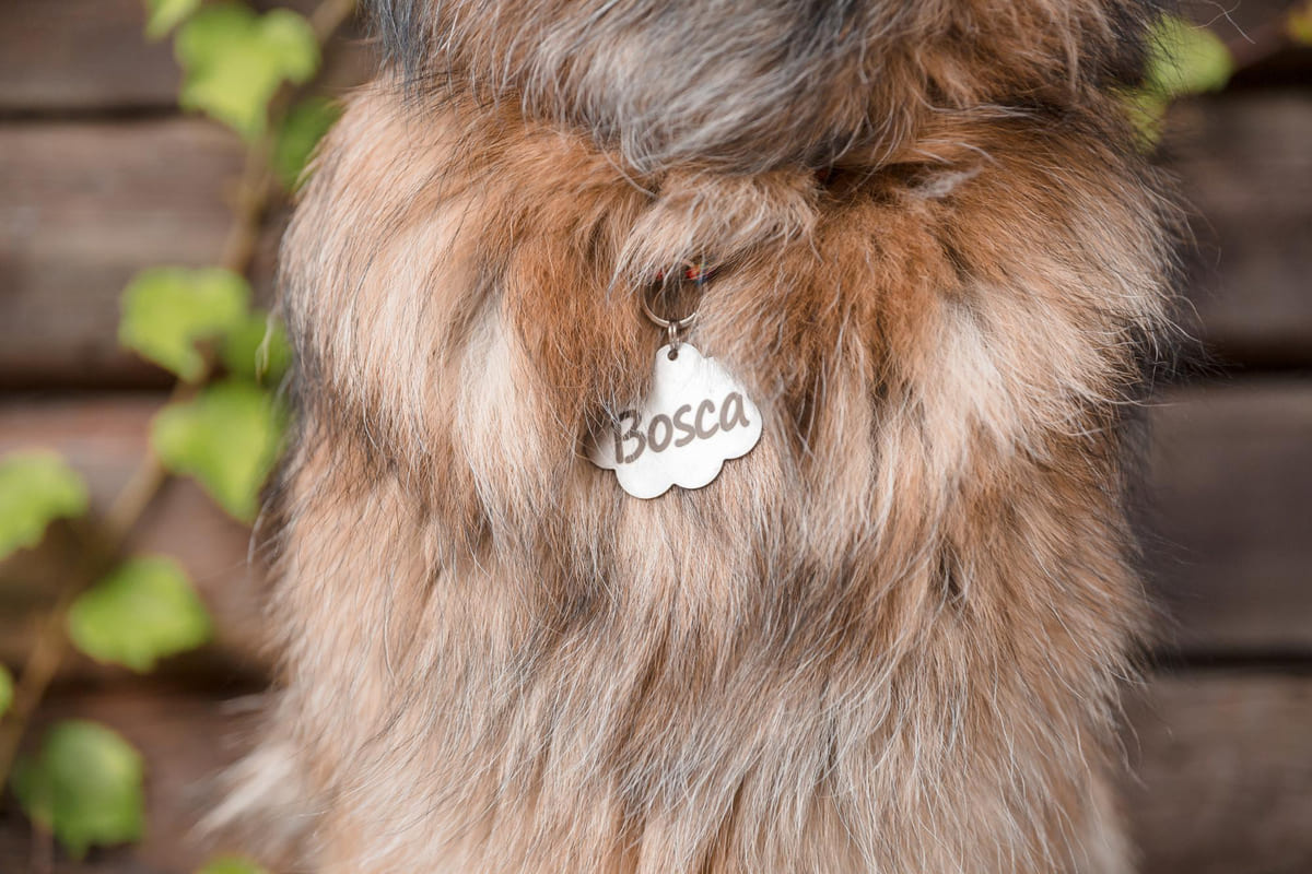 tasmasında adı olan Bosca yazan köpek