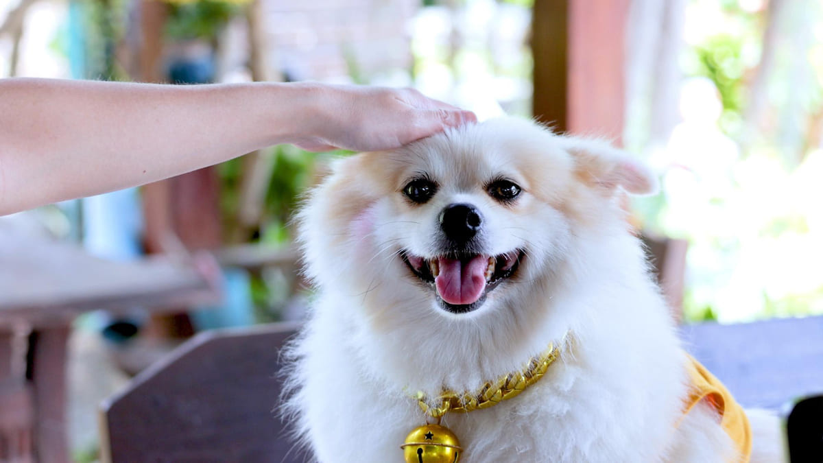altın rengi tasma takılmış küçük ırk köpeğin basına dokunuluyor