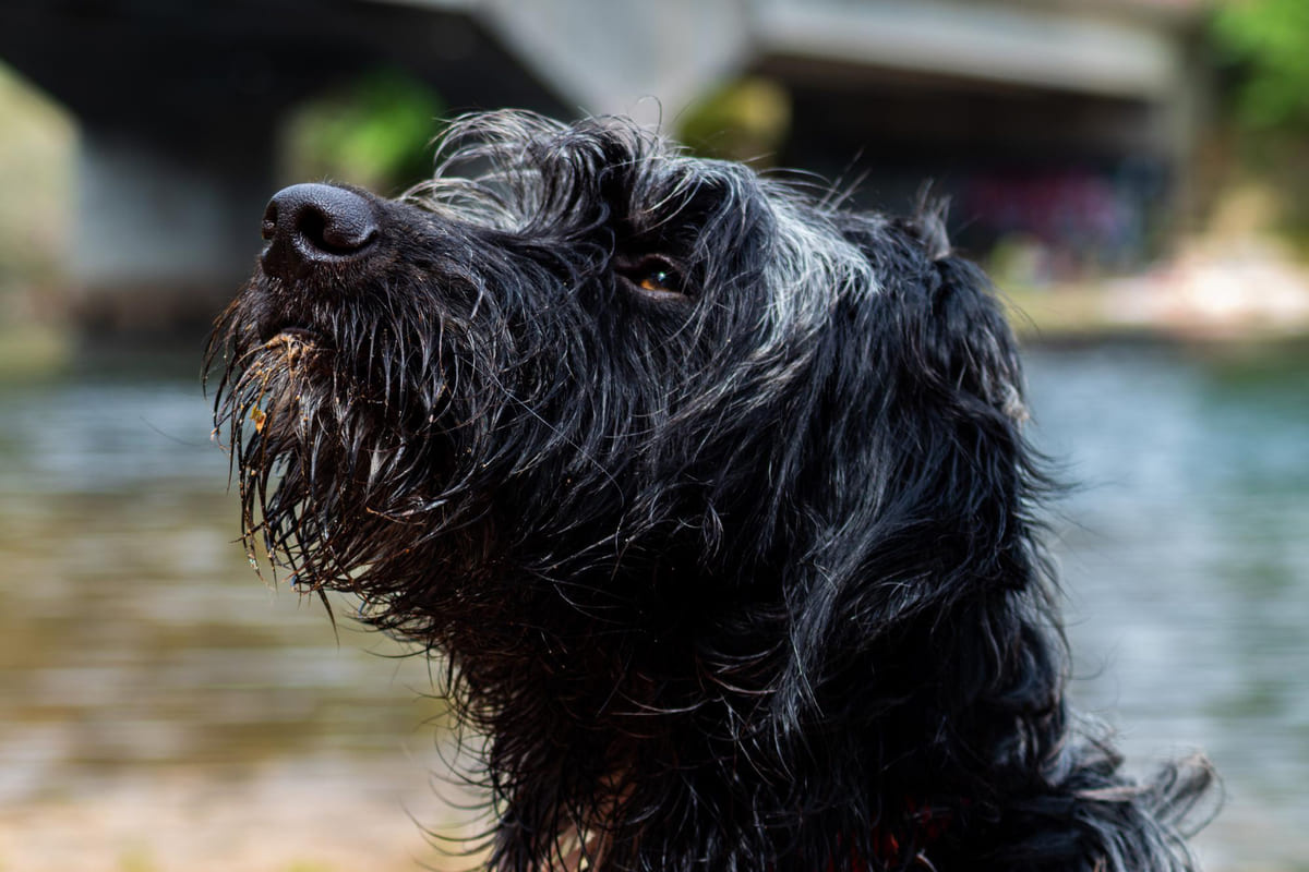 suda siyah kıvırcık tüylü köpek