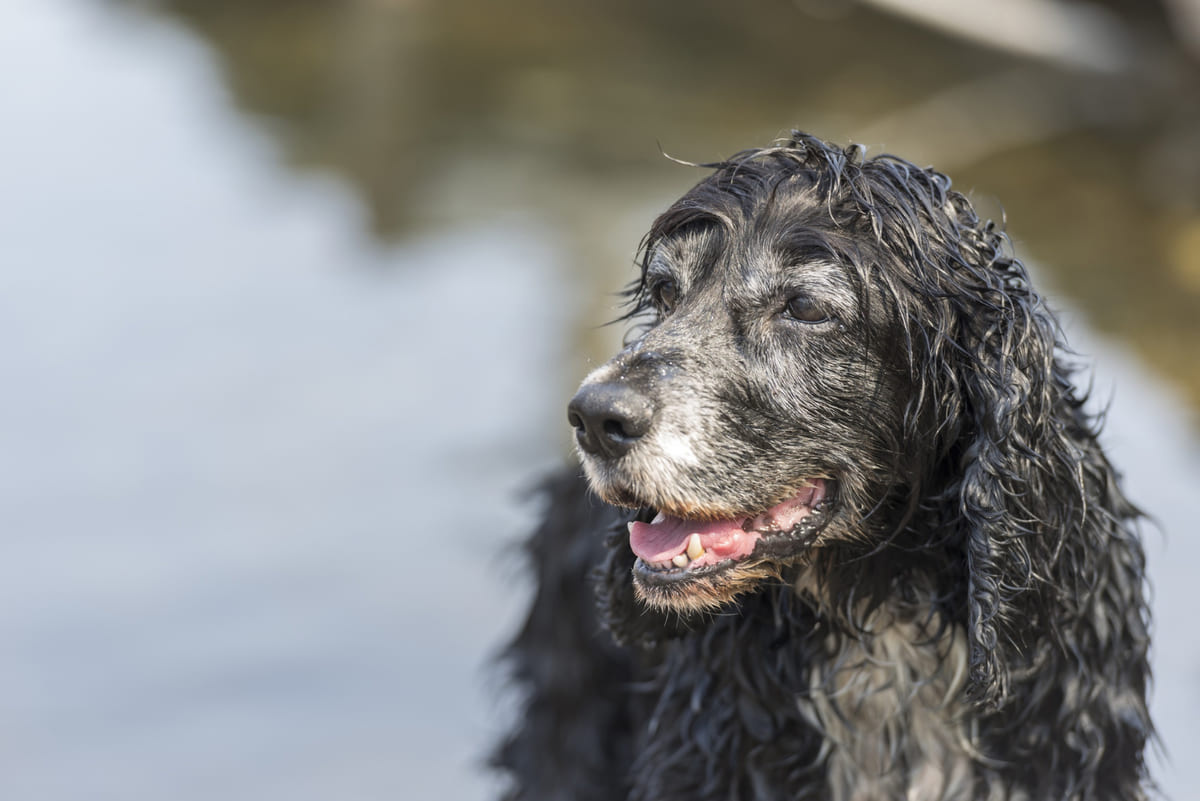 portekiz su köpeği ırkına mensup köpek