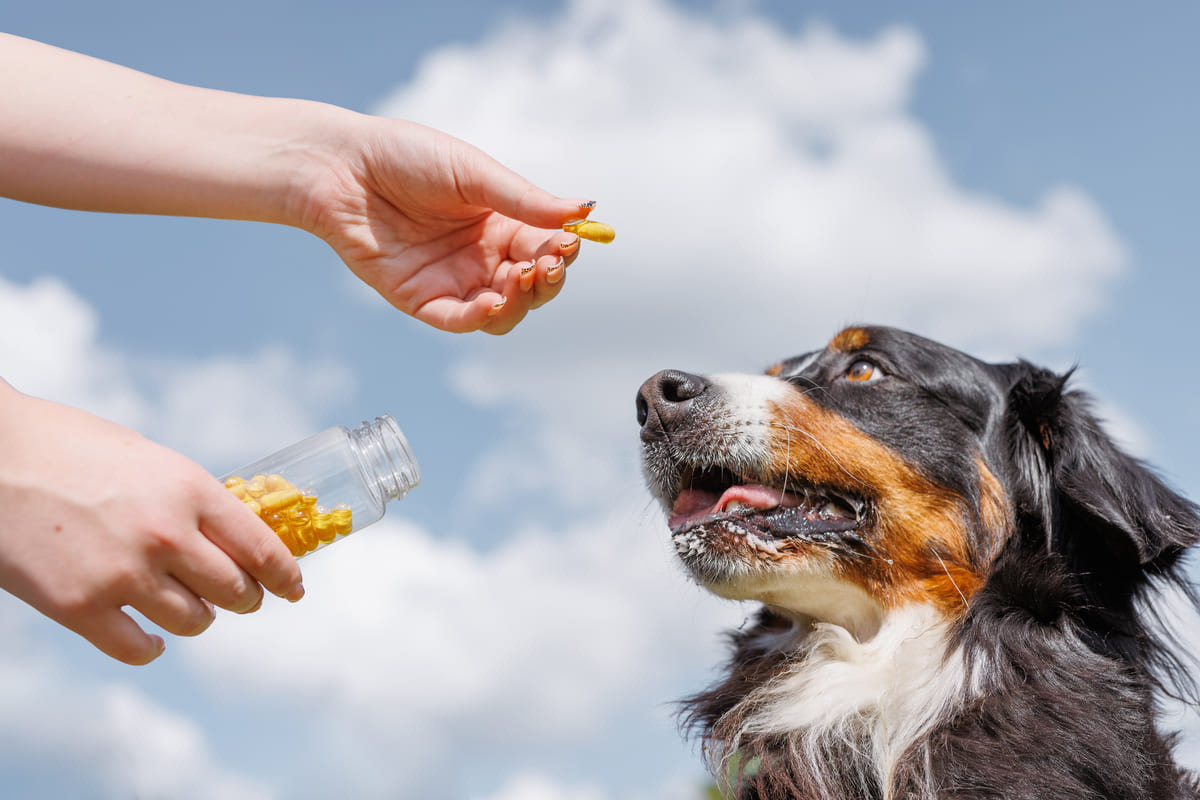 siyah kahverengi uzun tüylere sahip köpek ve ona takviye uzatan sahibi