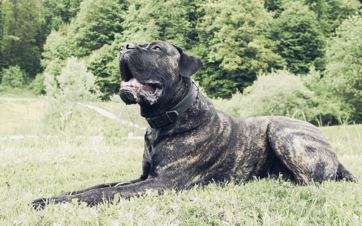 çimlerde yatan Presa Canario