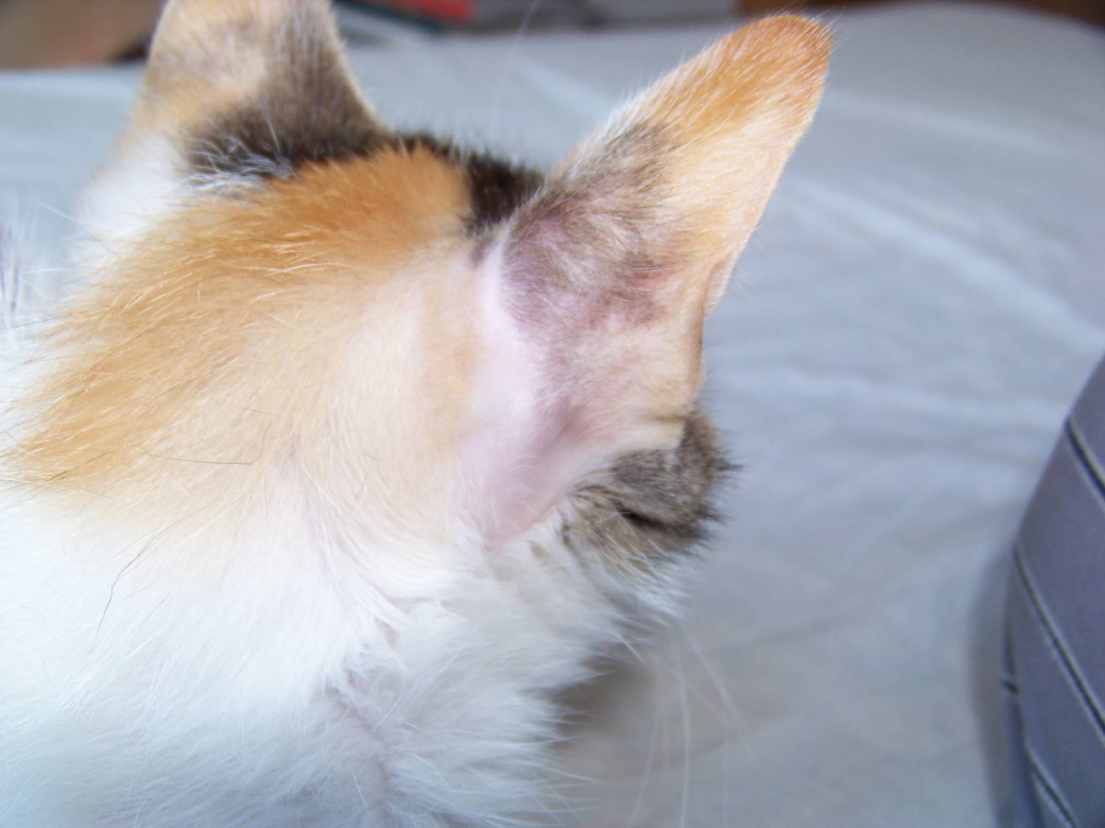 kulak arkasındaki tüyleri dökülmüş kedi