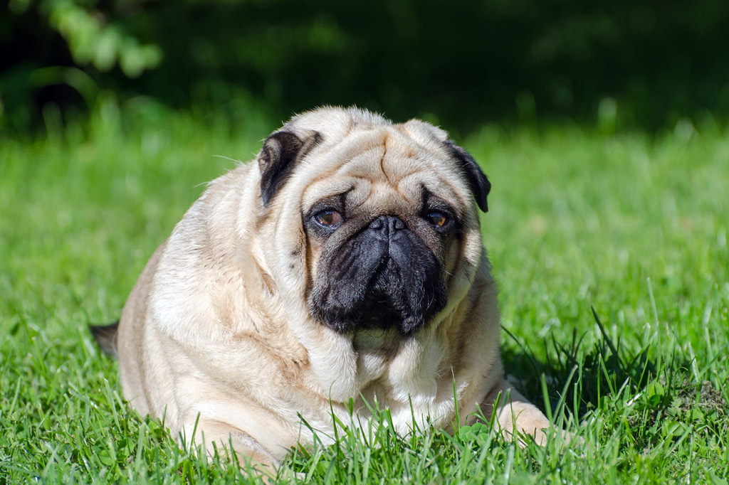 pug