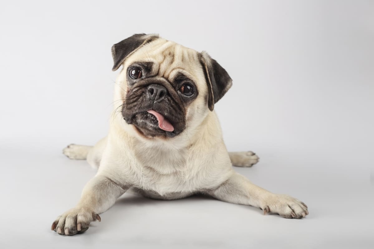dili dışarıda meraklı bakan Pug