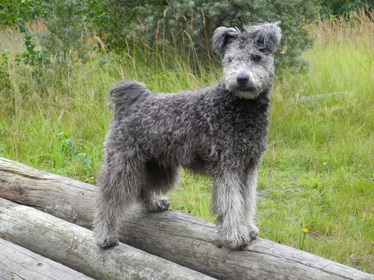 pumi