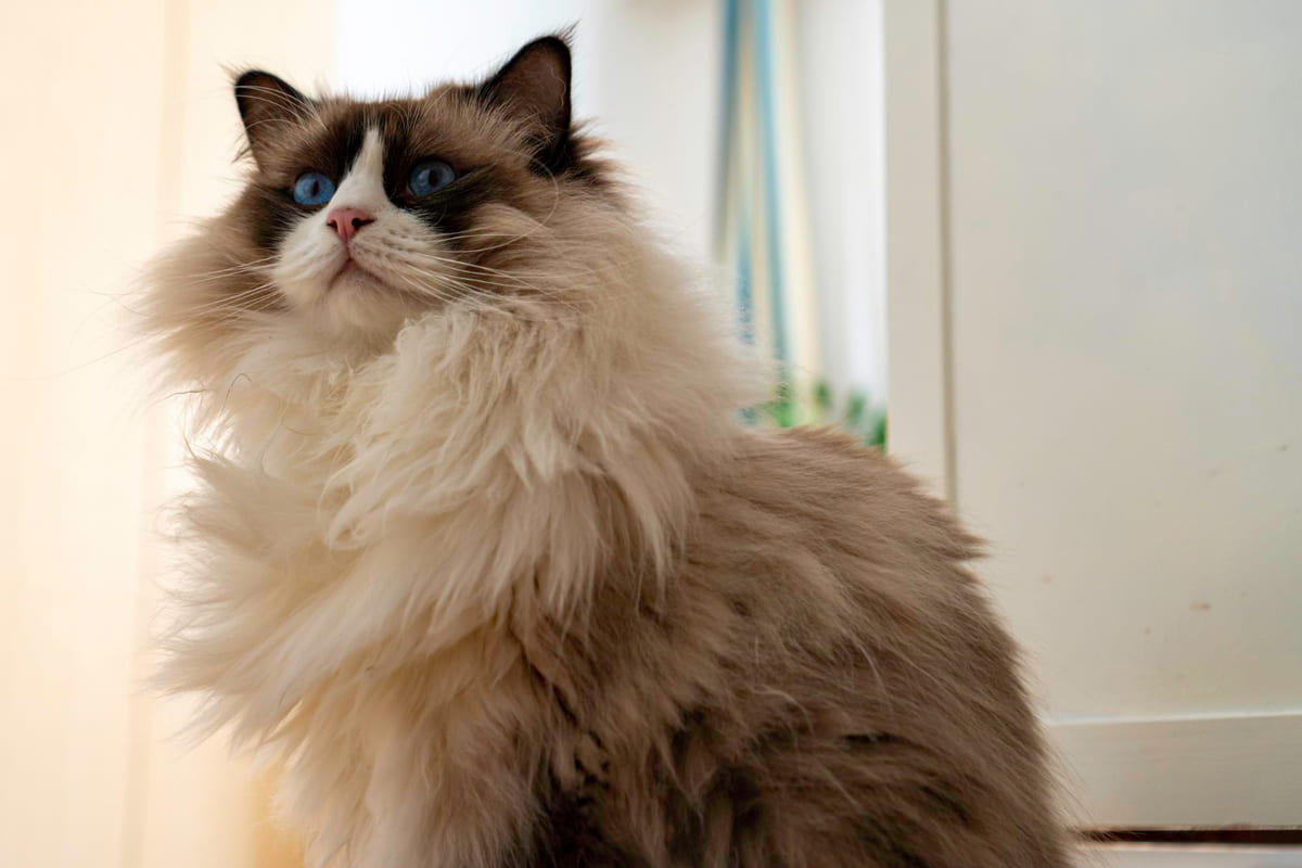 mavi renkli gözleri olan ragamuffin kedisi