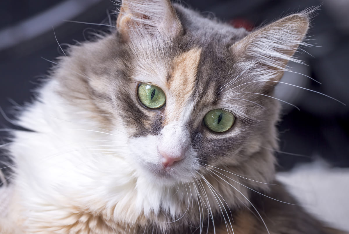 yeşil renkte gözleri olan uzun tüylü kedi