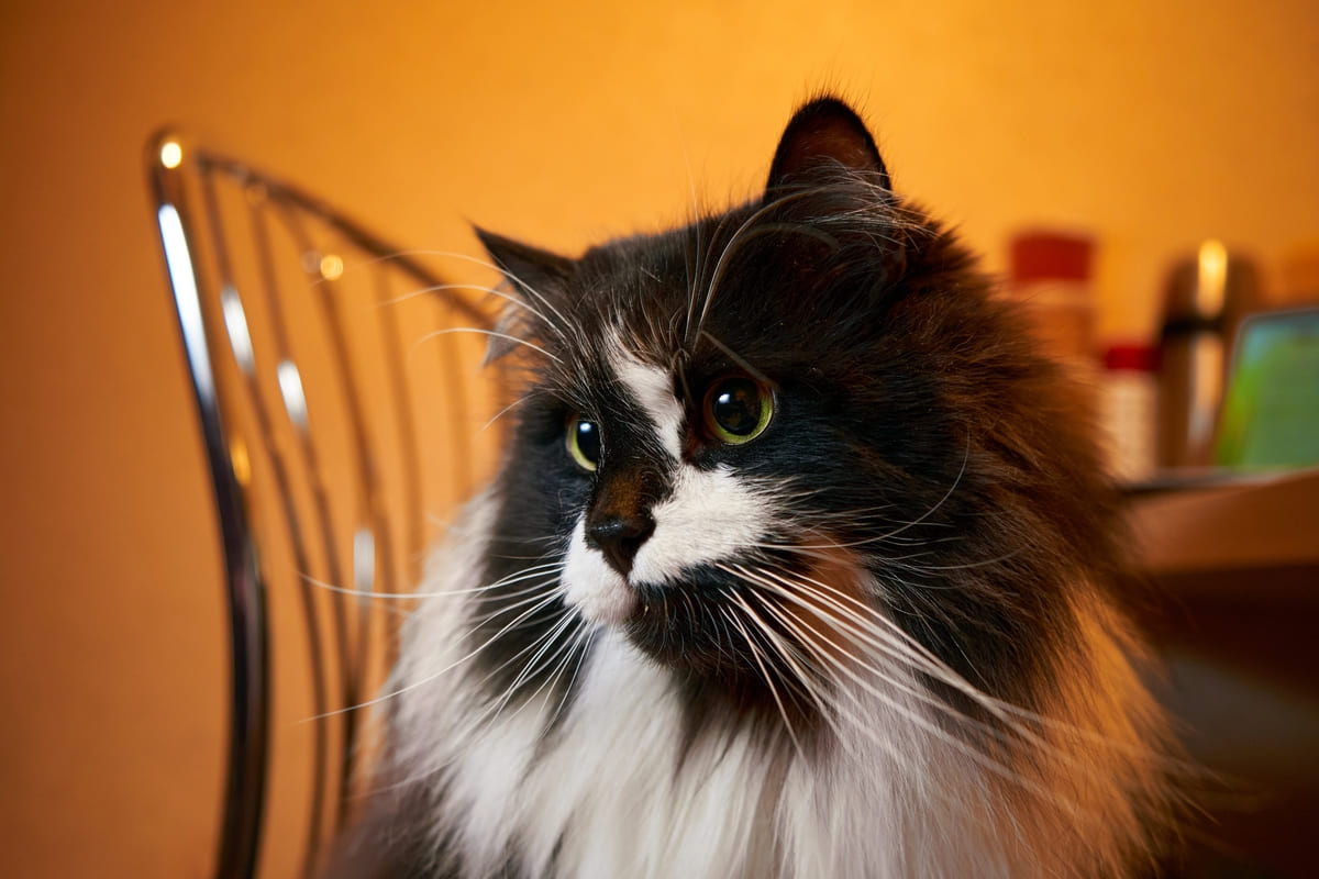 siyah beyaz renkte tüyleri olan kedi