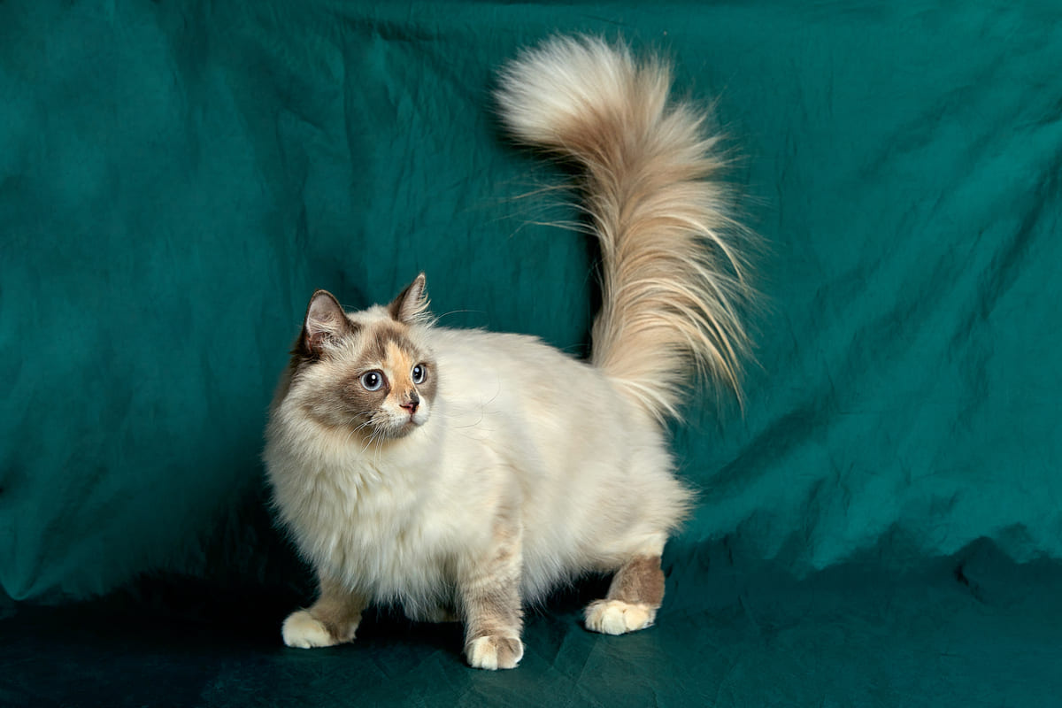 yeşil perdenin önünde duran uzun tüylü kedi