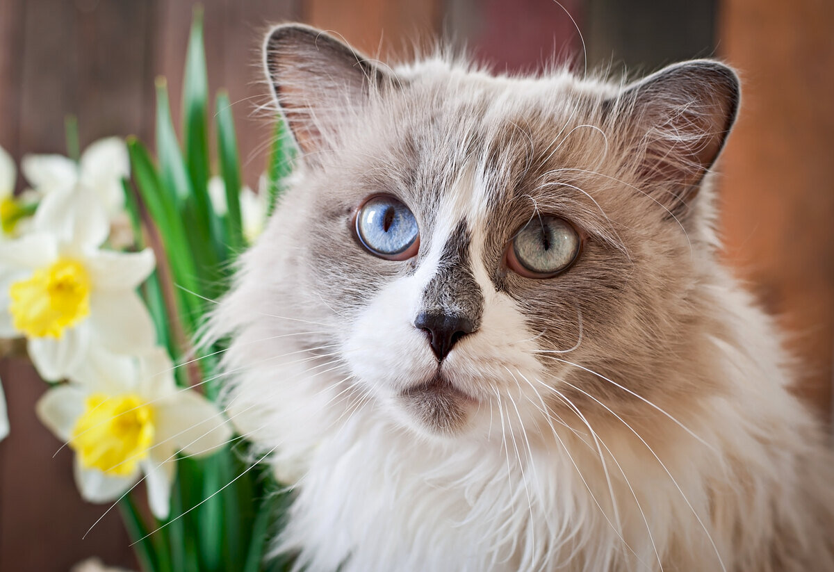 gözleri farklı mavi tonlarında olan ragdoll ırkına mensup kedi