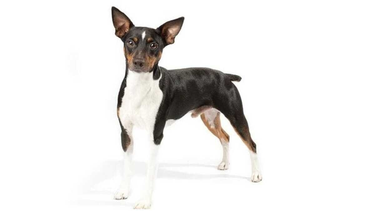 Rat Terrier