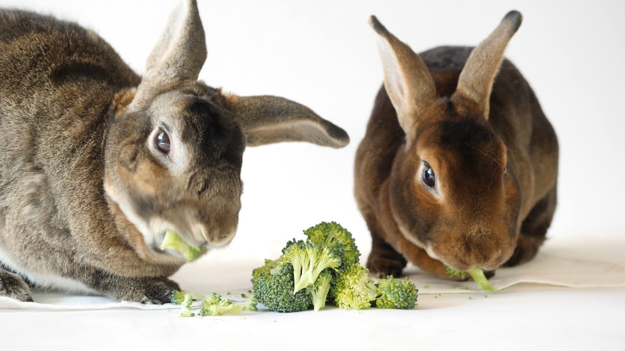 brokoli yiyen Rex tavşanları