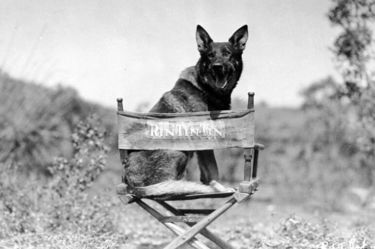 sandalyede oturan dünyaca ünlü köpek