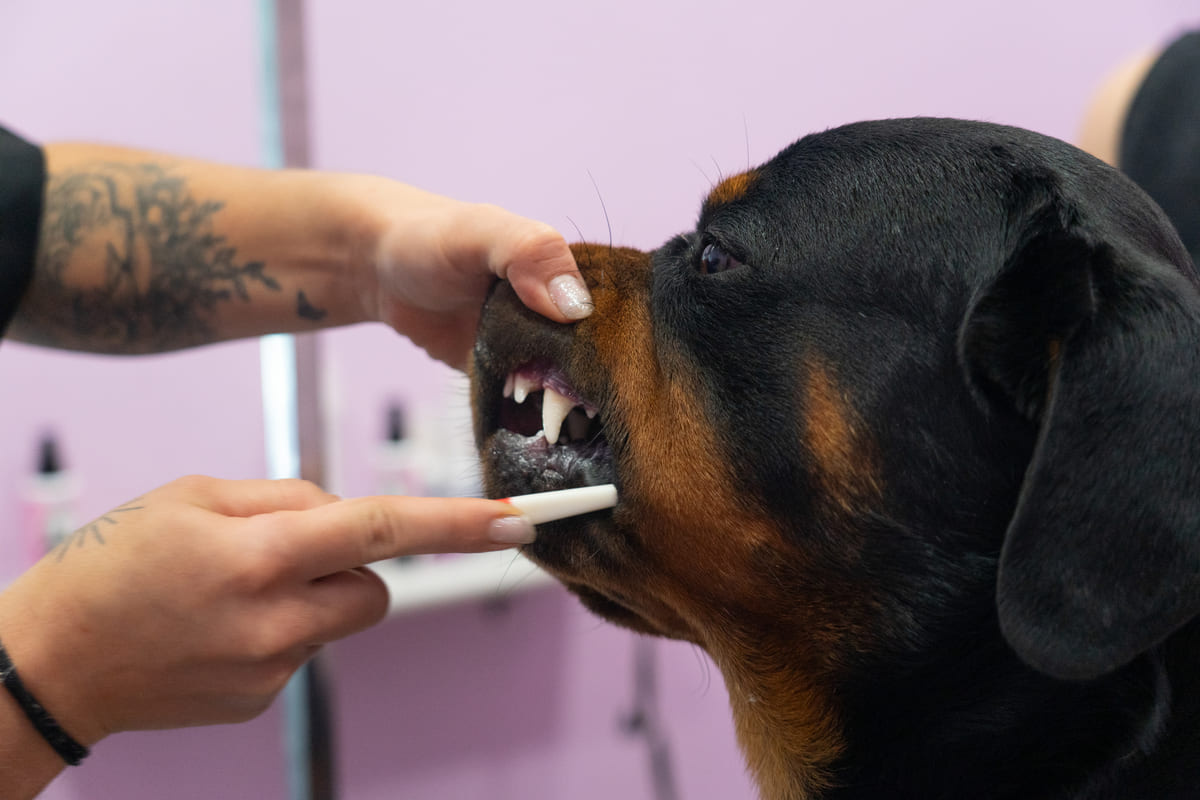 rutin sağlık kontrolü yapılan Rottweiler ırkı köpek