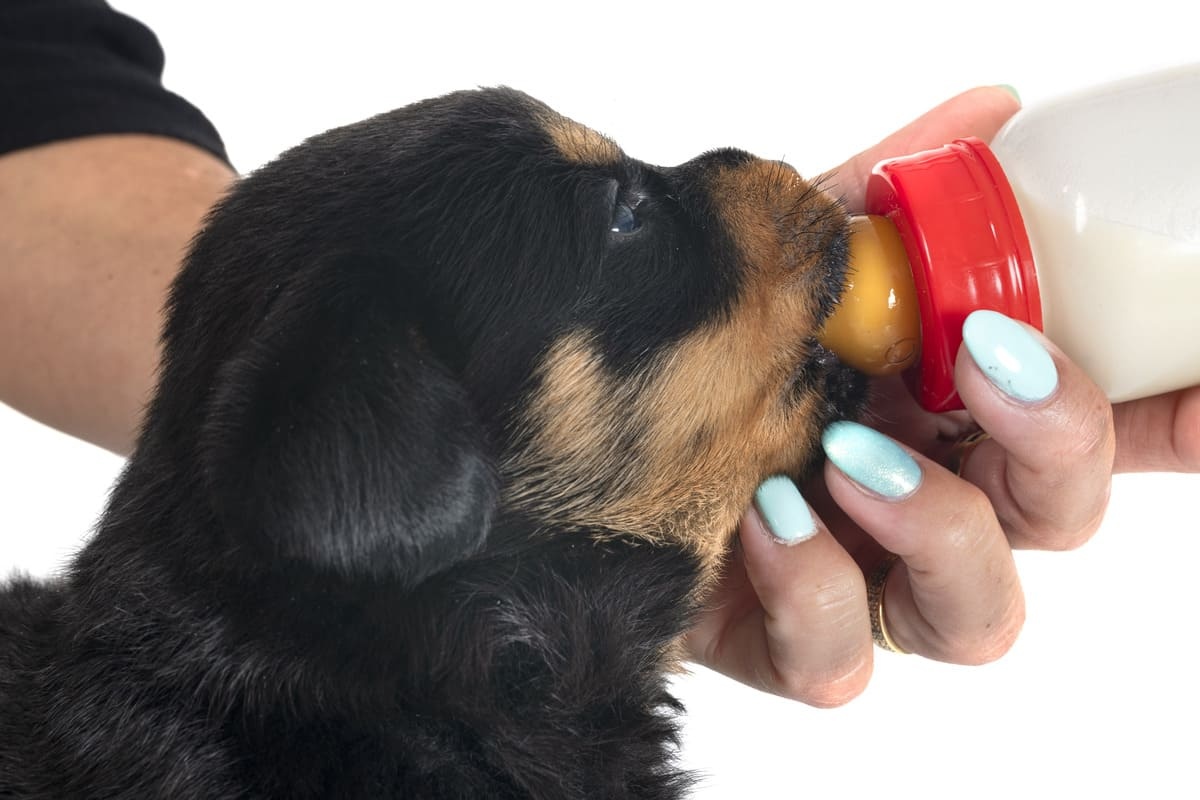 biberonla beslenen rottweiler yavrusu