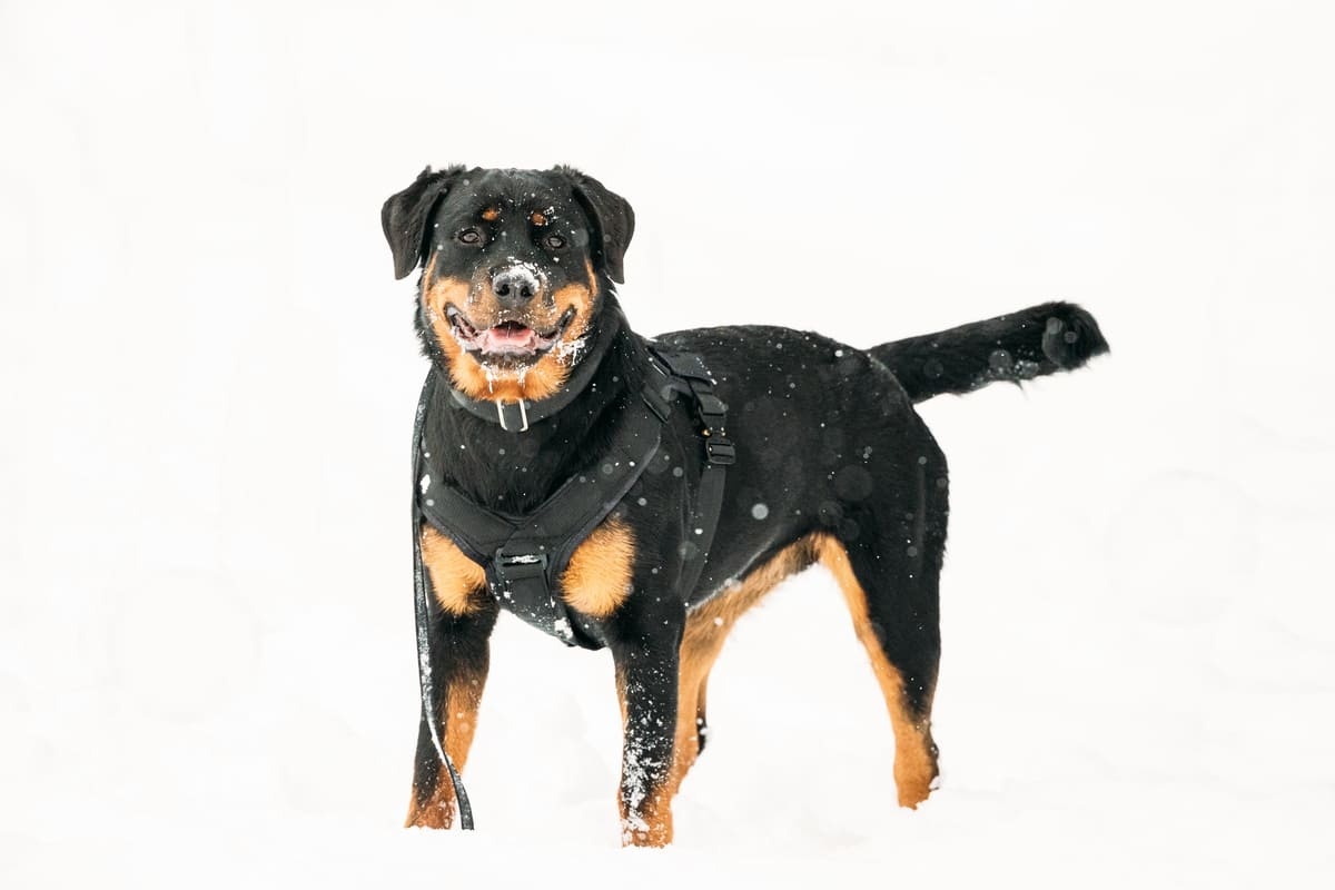 karlı havada dışarıda göğüs tasması ile dolaşan Rottweiler ırkı köpek