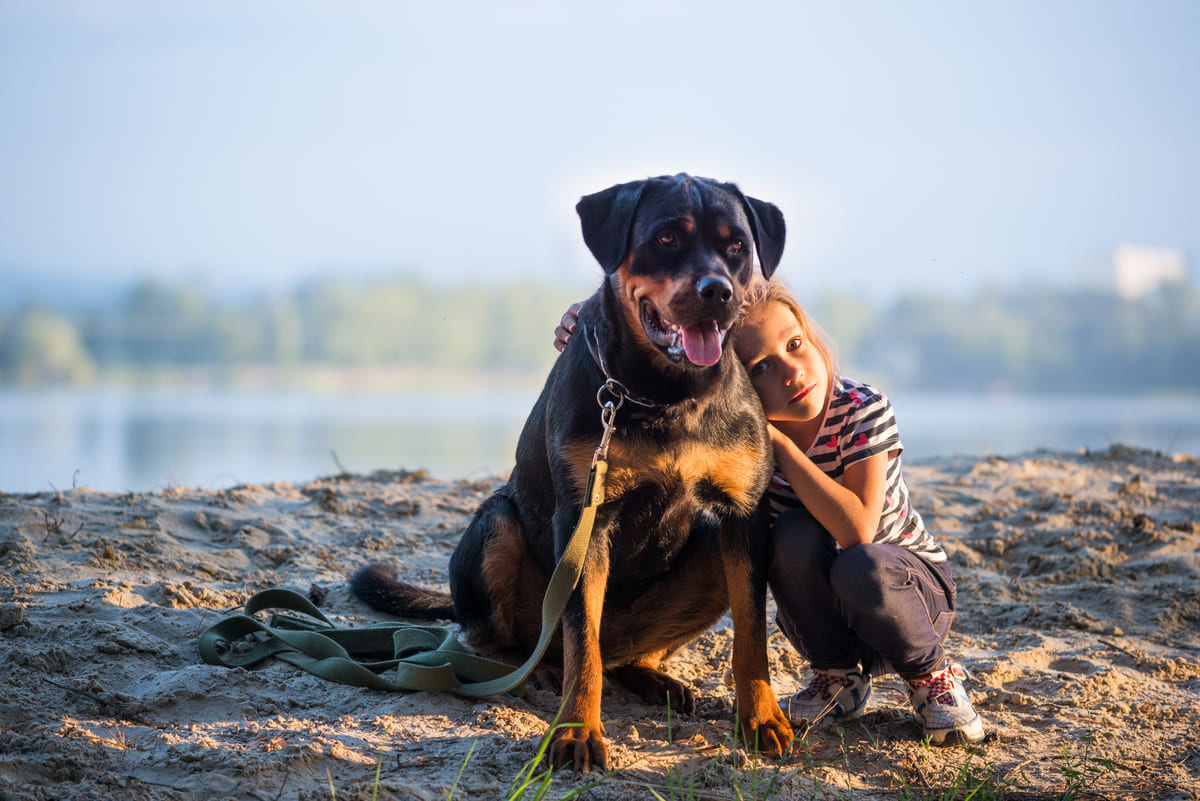 küçük bir kız çocuğuyla dışarıda zaman geçiren rottweiler ırkı köpek