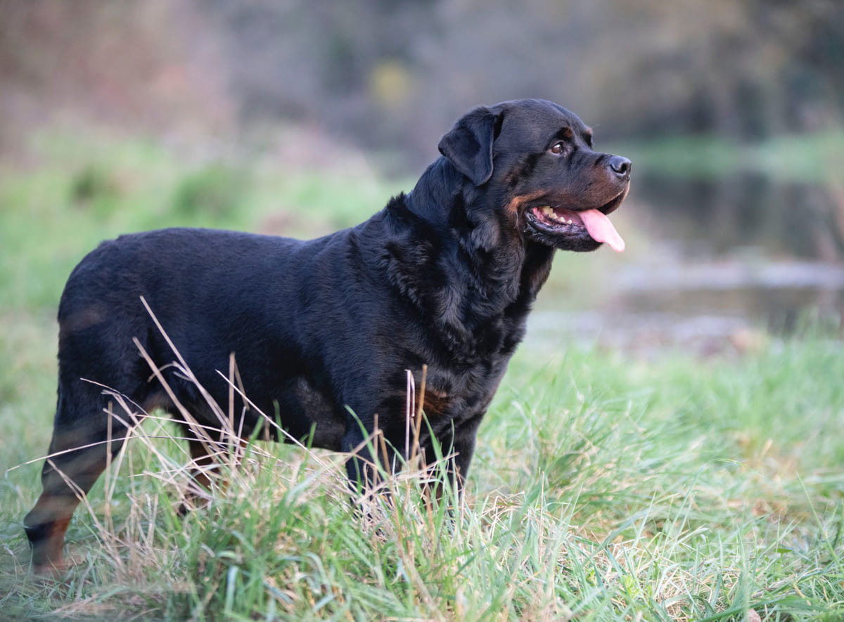 siyah renkli tüylere sahip rottweiler