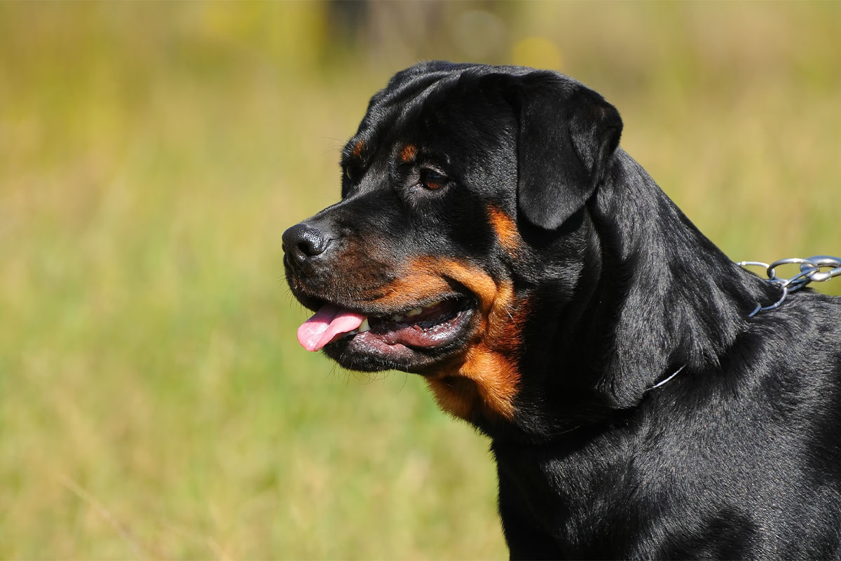 dili dışarıda Rottweiler köpek