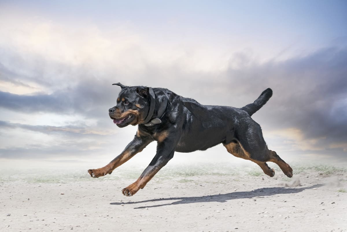 ileri doğru zıplayan Rottweiler ırkı köpek