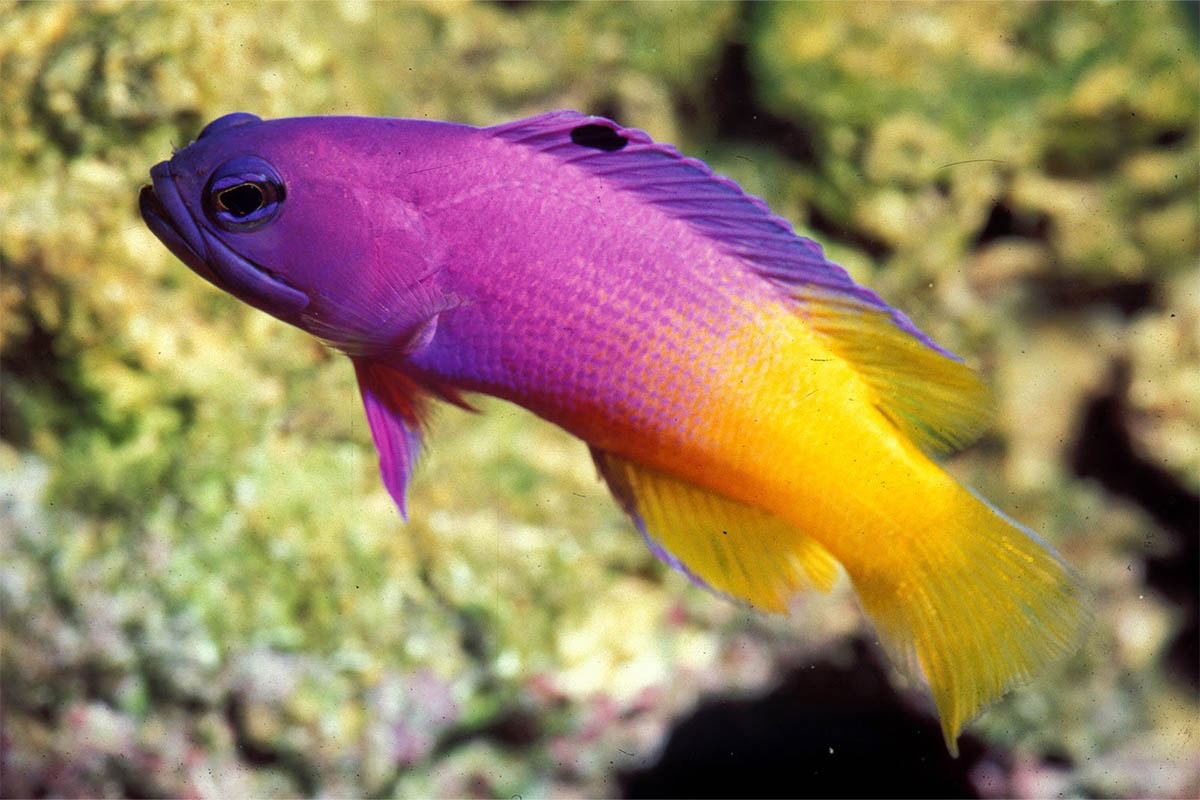 sarı kuyruklu mor gövdeli tuzlu su balığı Royal gramma