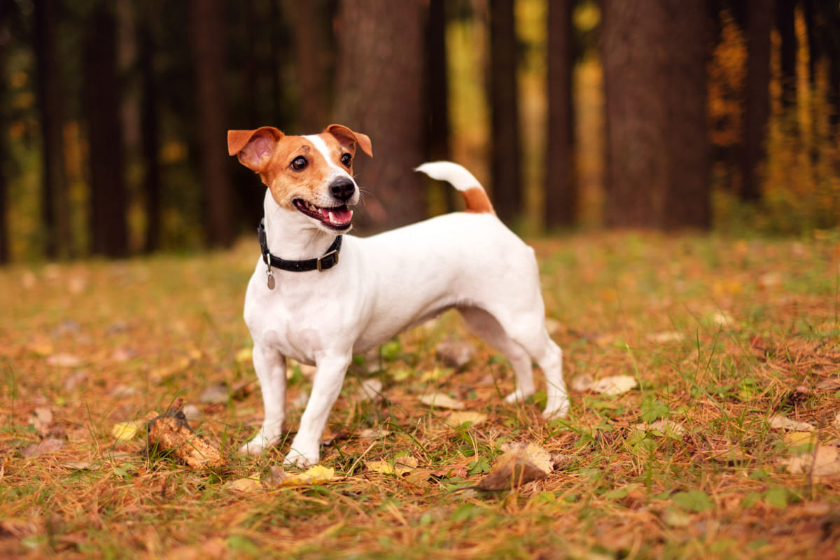 Russell Terrier