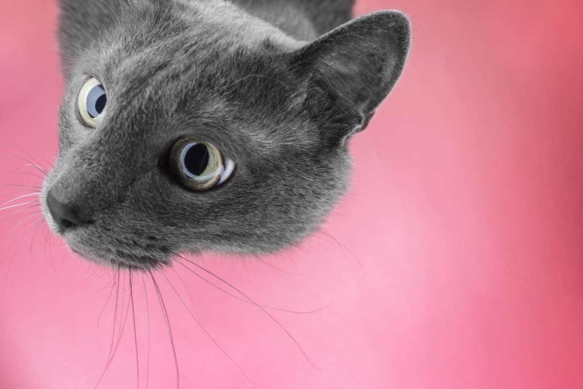 pembe fonda gri kedi