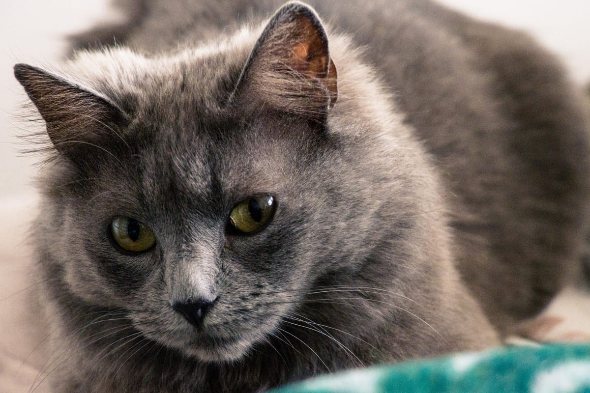 russian blue