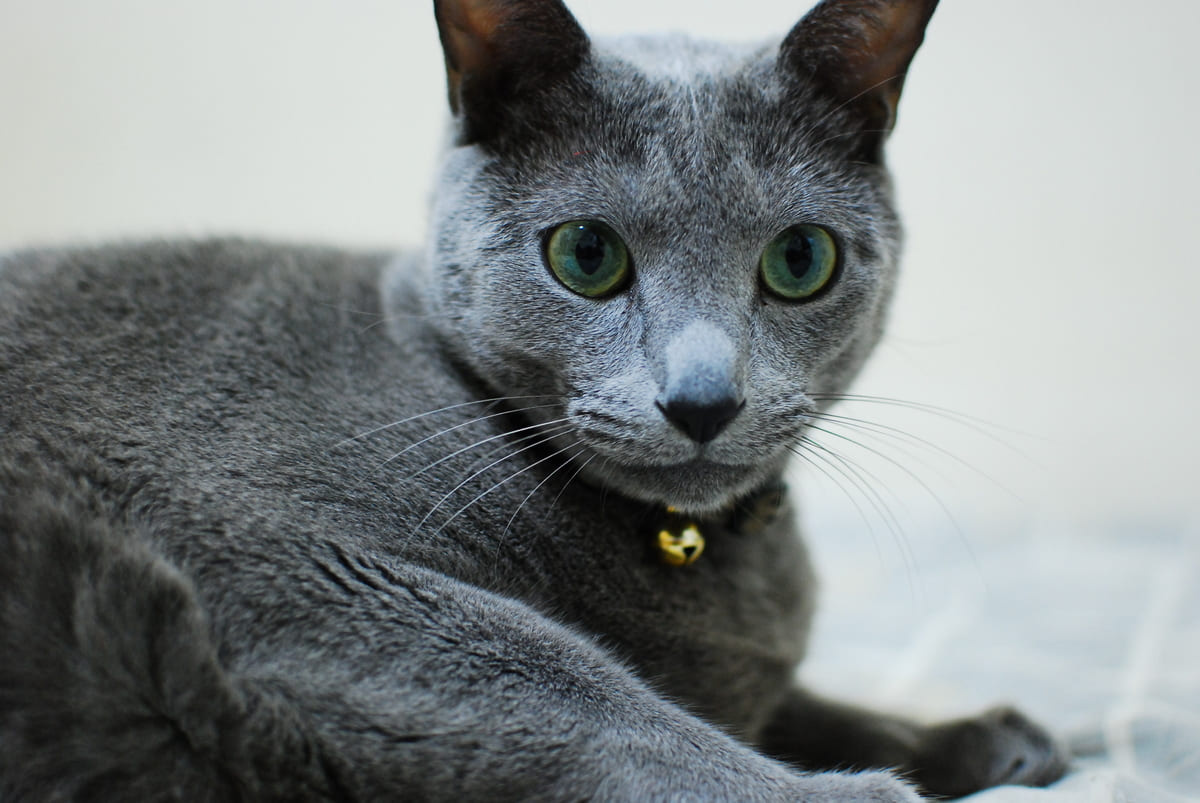 russian blue