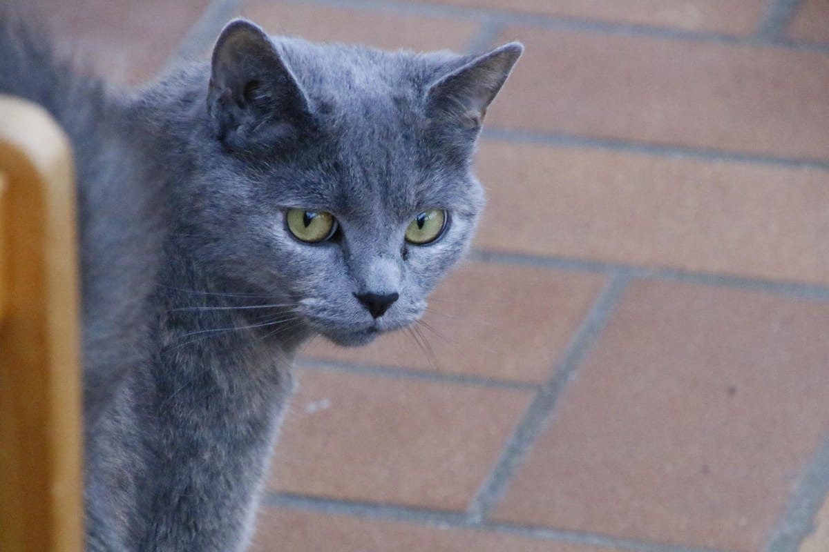 gri tüylü yeşil gözlü kedi