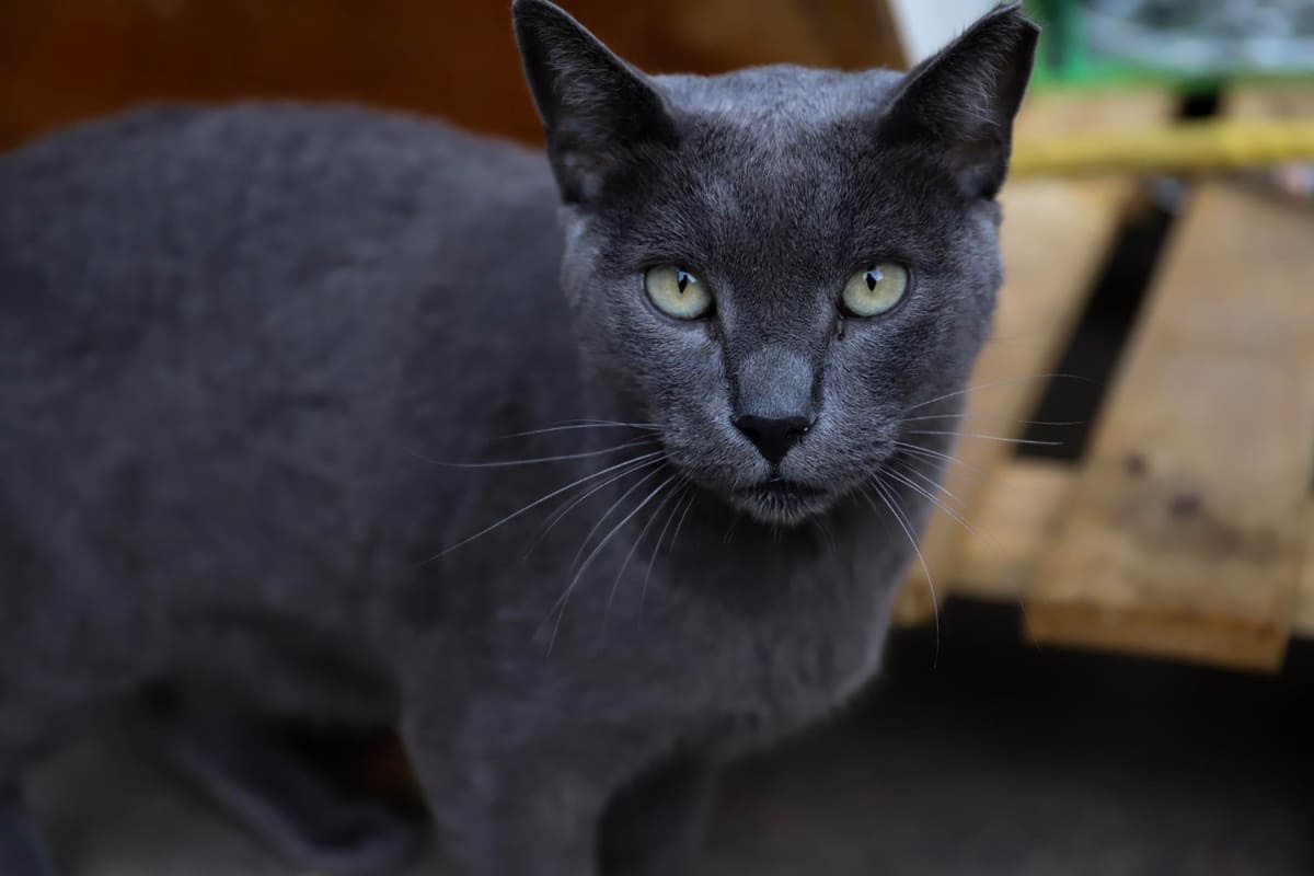 gri tüyleri ve yeşil gözleriyle dikkat çeken Russian Blue kedisi