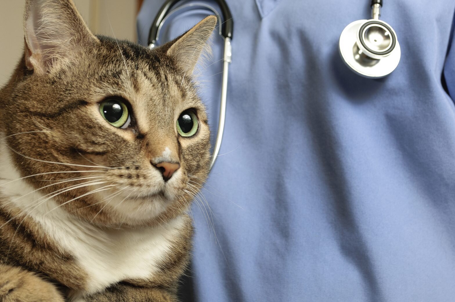 veteriner hekim kontrolünde tekir kedi