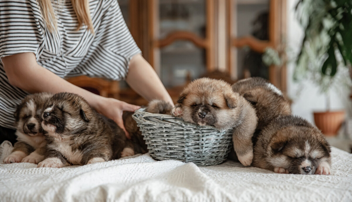 yatakta oturan yavru köpekler