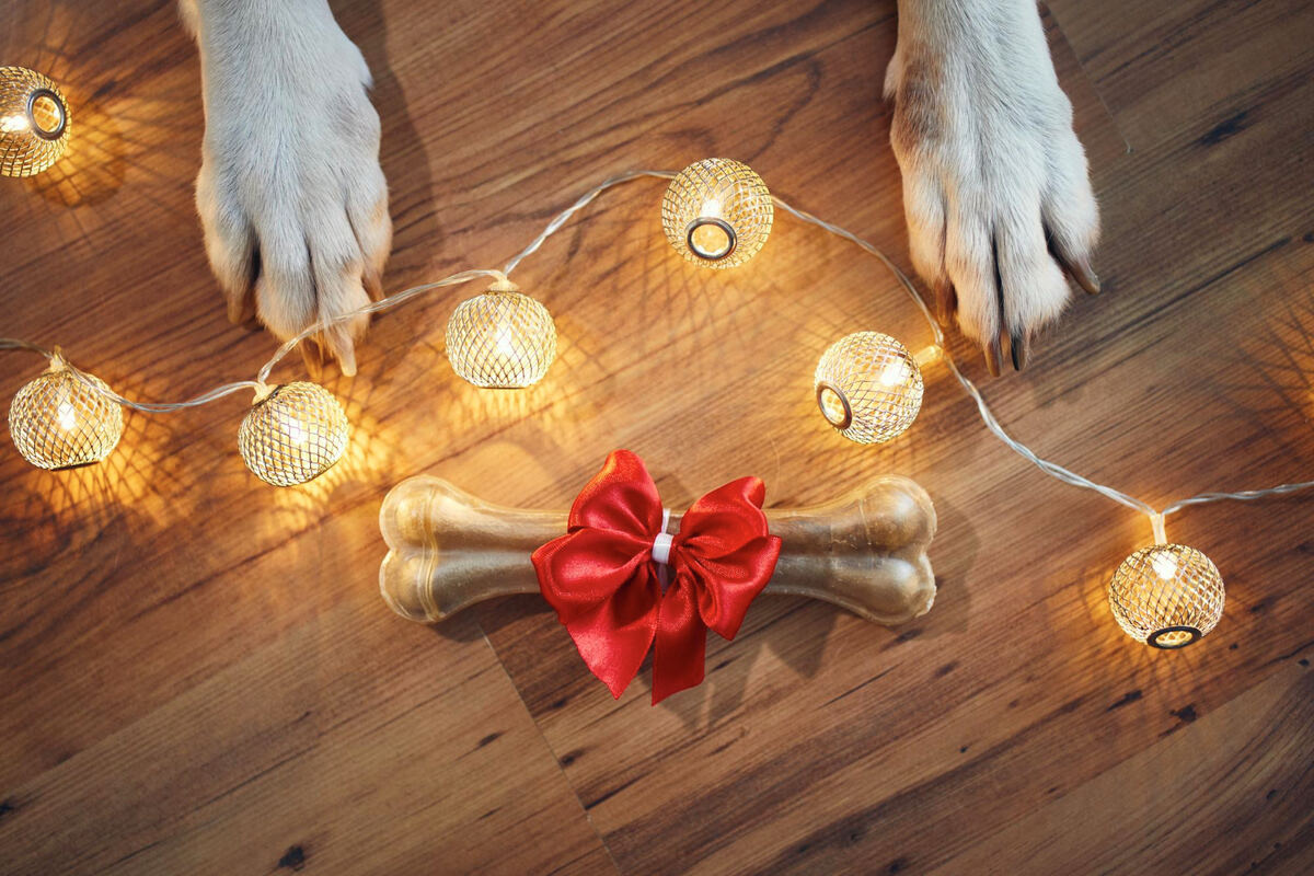 hediye olarak çiğneme kemiği almış bir köpek