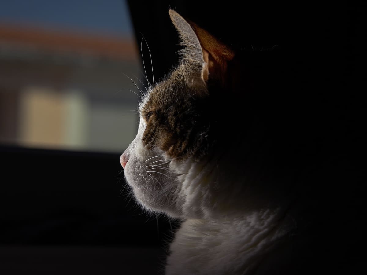 arabada yolculuk yapan, yüzü dışarıya dönük kedi