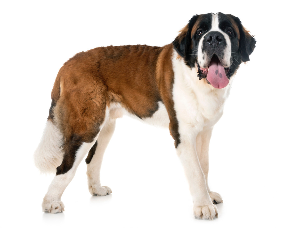 Saint Bernard