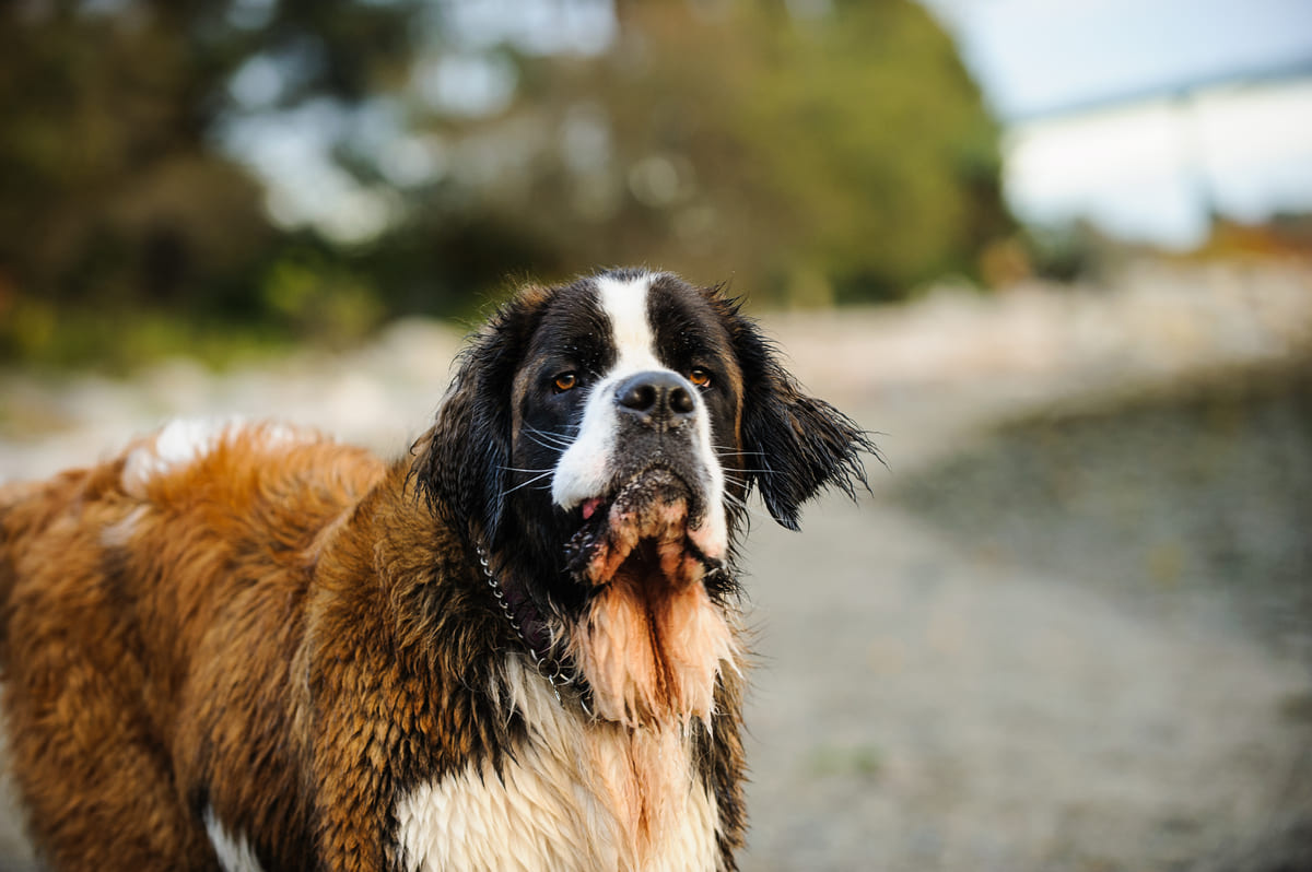 ıslak Saint Bernard köpeği