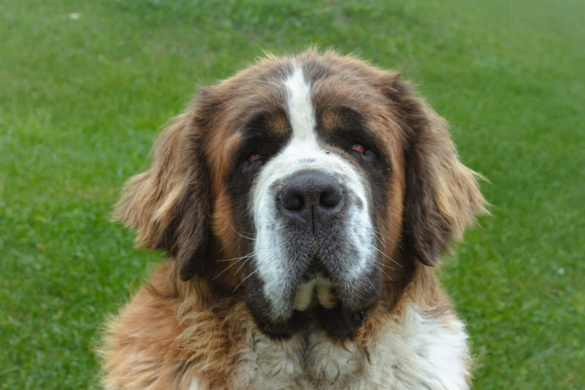 masum bakıştı Saint Bernard ırkı köpek