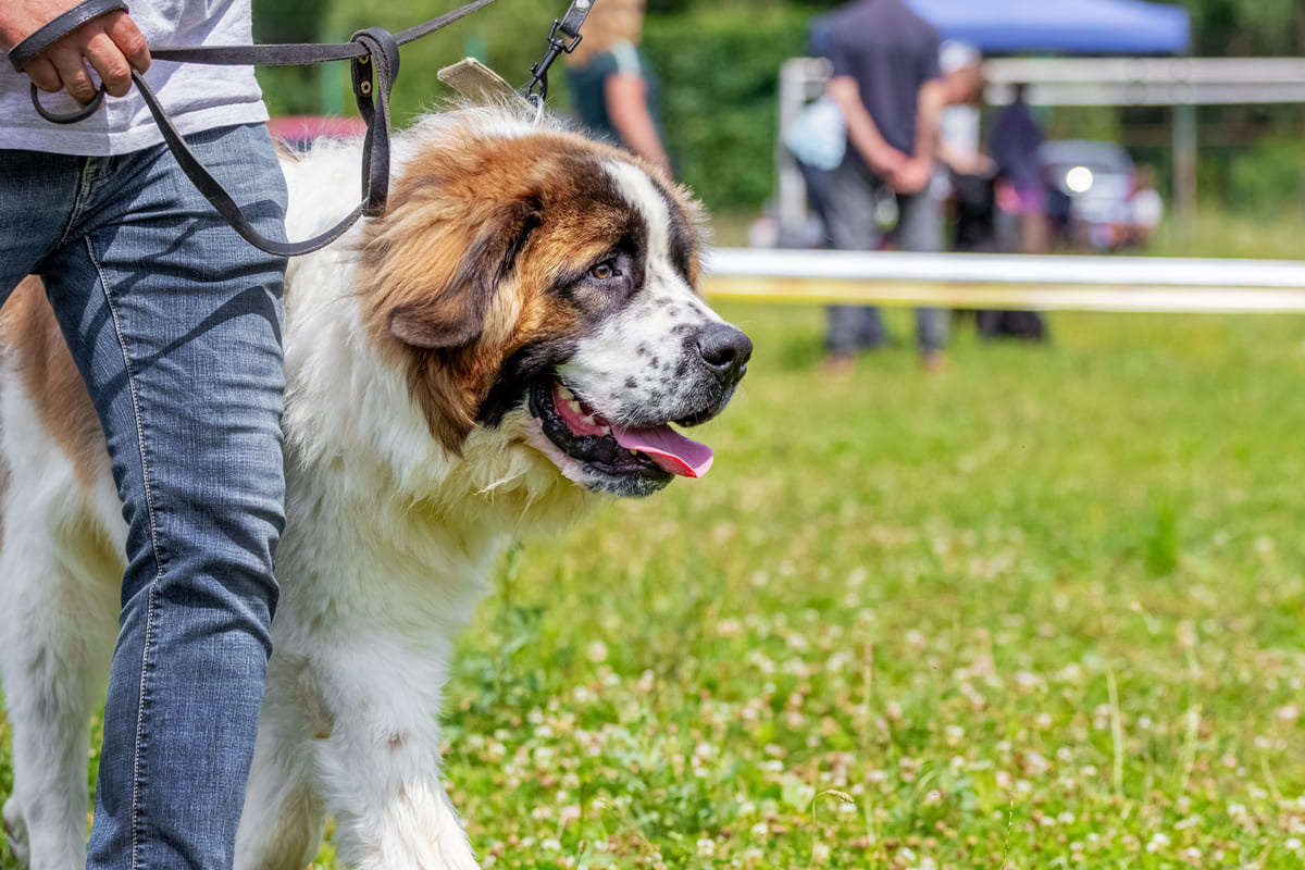 eğitim alanında eğitmeniyle gezen Saint Bernard 