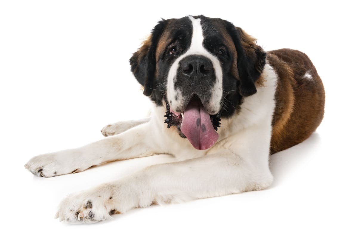uzanmış Saint Bernard 