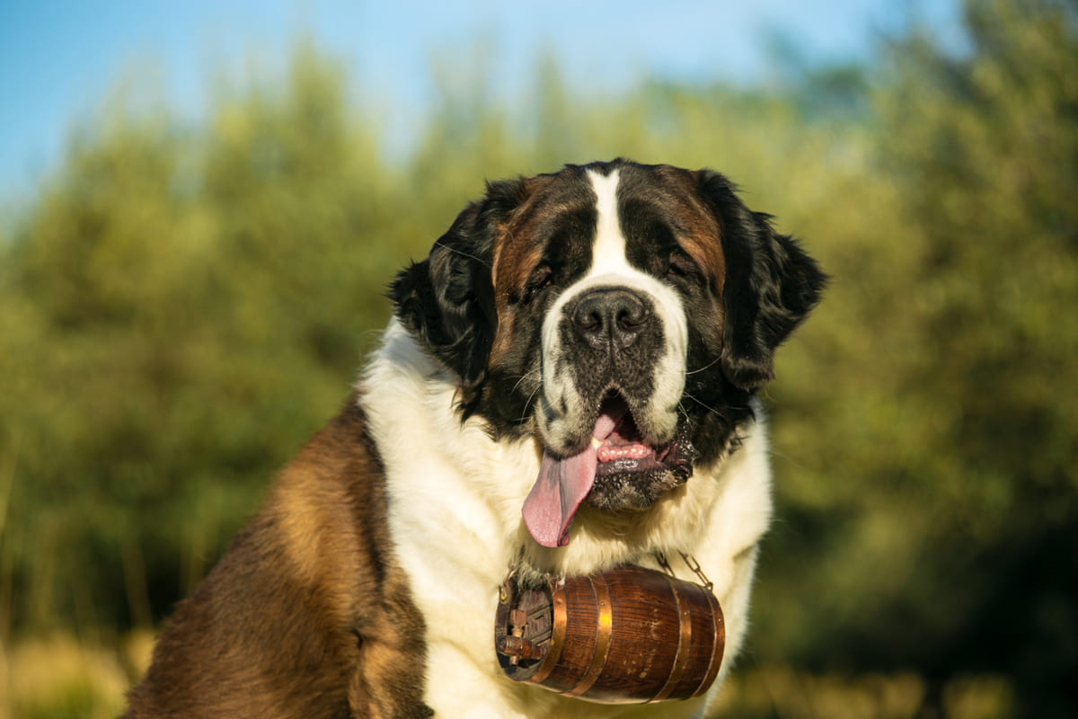 boynunda fıçı asılı olan yetişkin Saint Bernard 