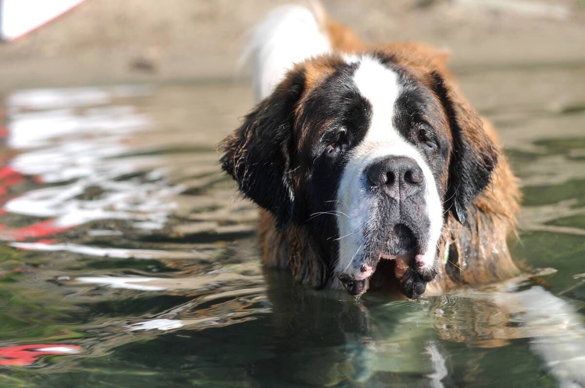 yüzen yetişkin Saint Bernard 