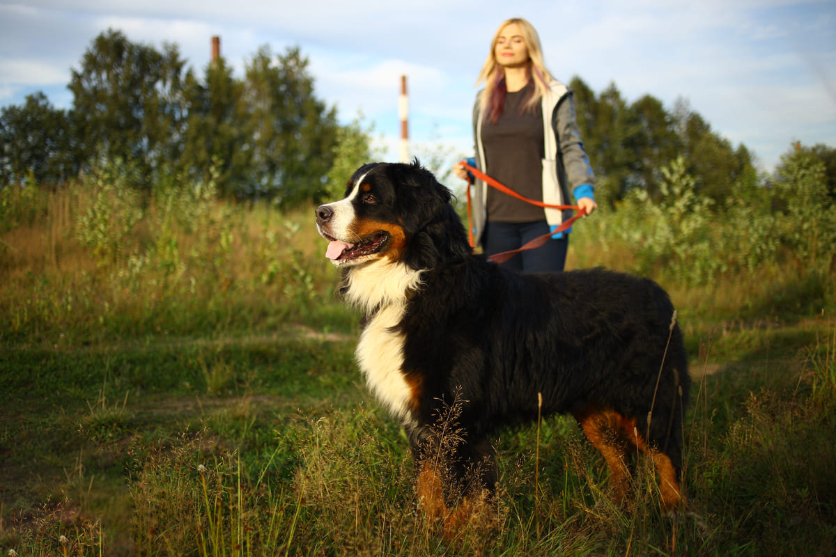 sahibiyle dolaşan Saint Bernard ırkı köpek