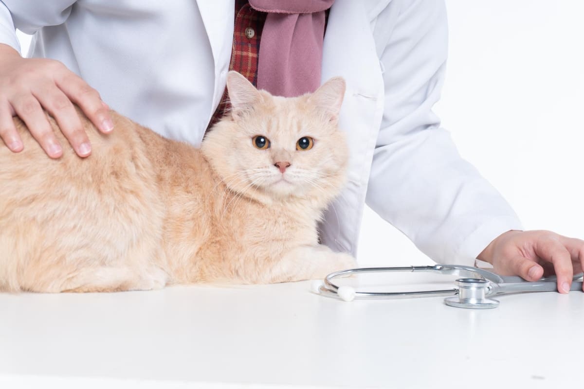 veteriner hekim kontrolünde sarman kedi