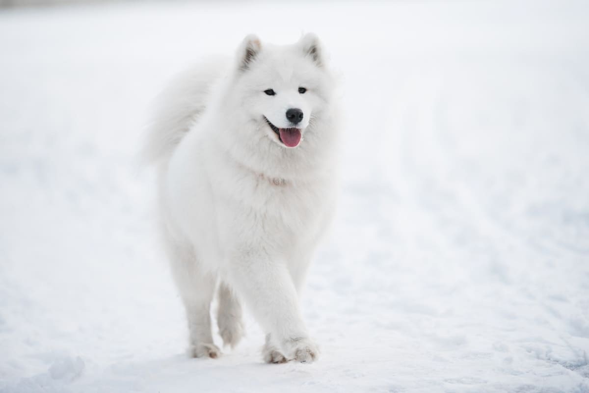 samoyed ırkına mensup köpek