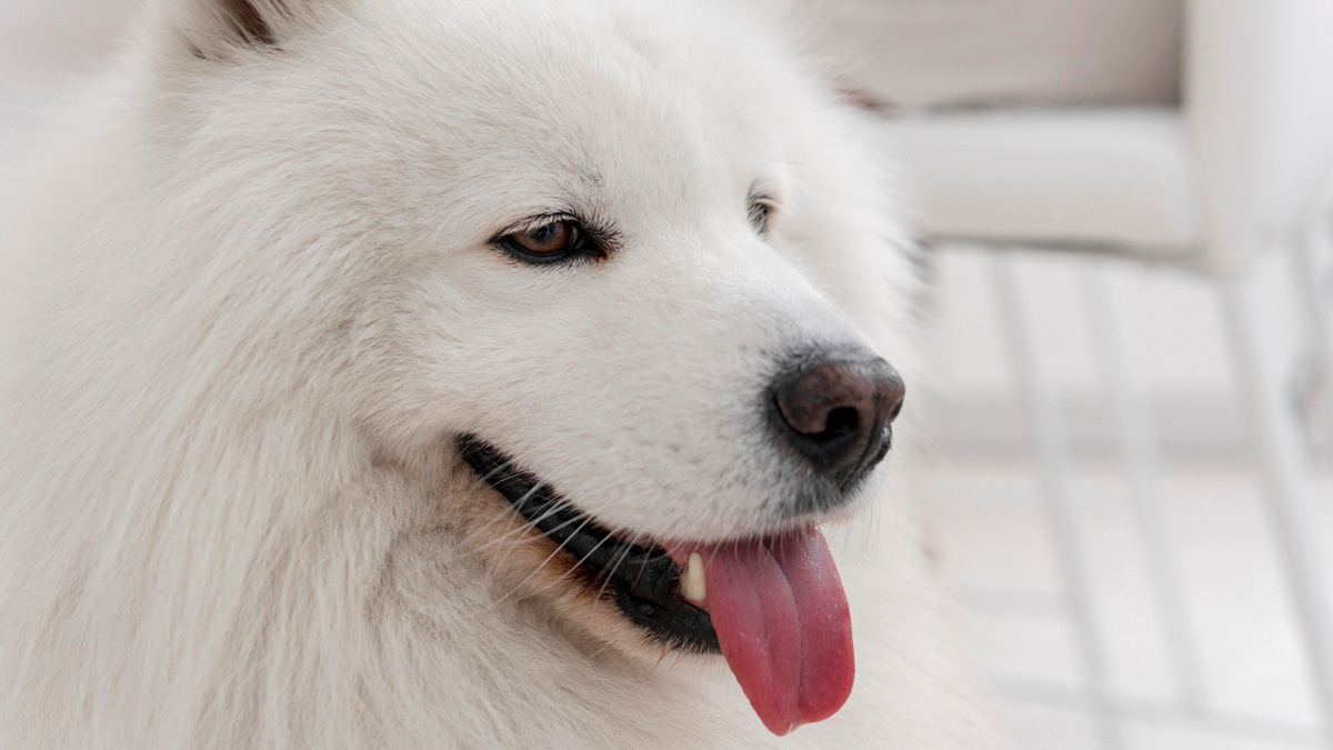 Samoyed