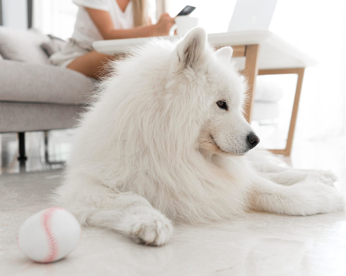 beyaz tüylü Samoyed cinsi köpek evde oturuyor