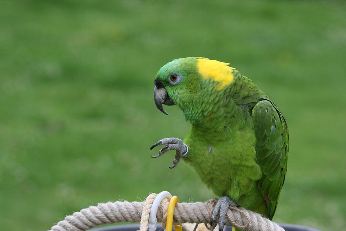 sarı enseli amazon papağanı